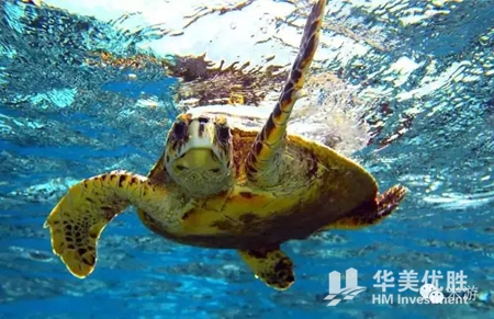 美国最适合浮潜的八个地方 你一定要去 美国最适合浮潜的八个地方 你一定要去