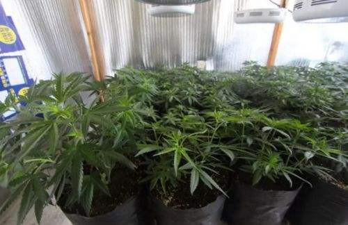 柯汶纳市允许市民在室内栽种6株大麻