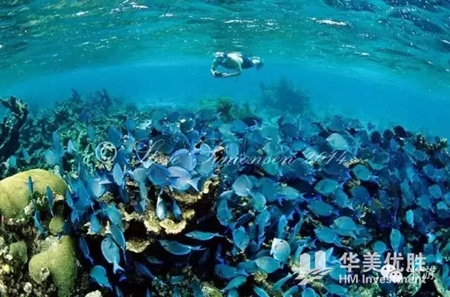 美国最适合浮潜的八个地方 你一定要去