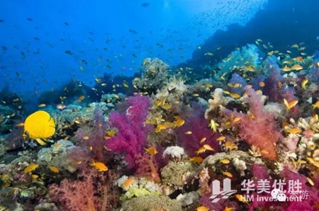 美国最适合浮潜的八个地方 你一定要去