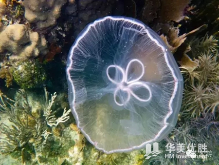 美国最适合浮潜的八个地方 你一定要去