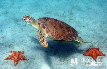 美国最适合浮潜的八个地方 你一定要去