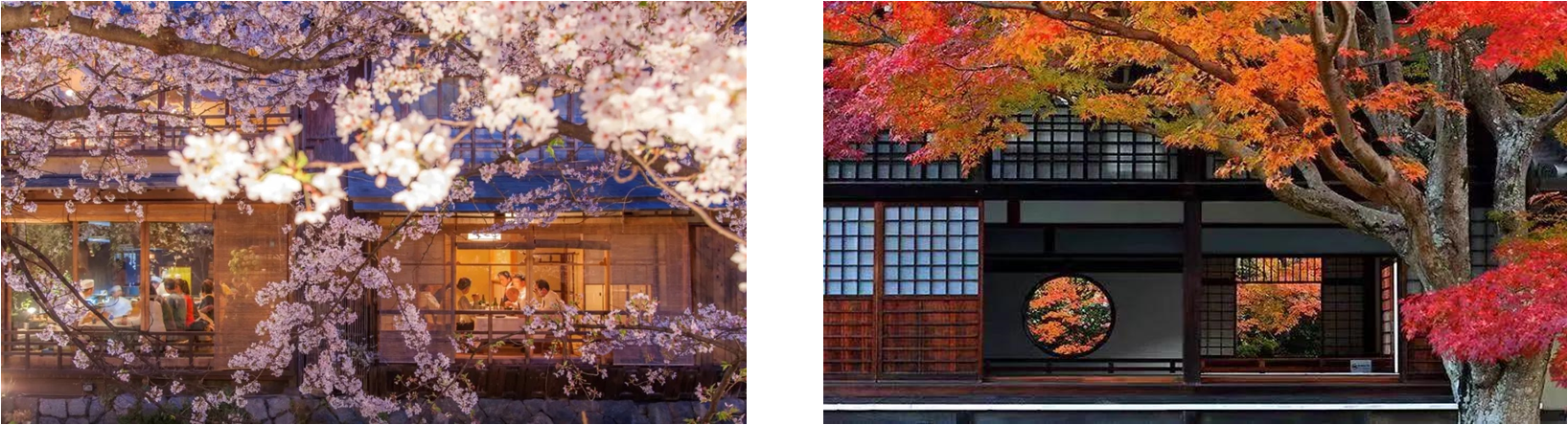 在樱の苑，四季有各自的美──春赏樱，夏望星，秋观枫，冬看雪